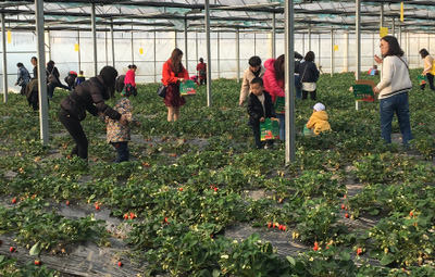 相約采摘草莓，盡享田園樂趣